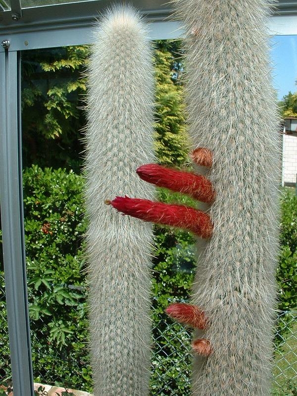 Cleistocactus straussii_2.JPG